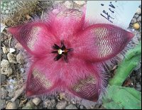 Stapelia hirsuta 1 jardin